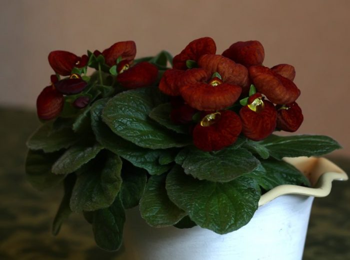 Цветок кальцеолярия: уход в домашних условиях и в саду, 93 фото, отзывы