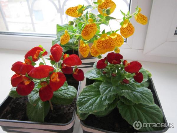 Цветок кальцеолярия: уход в домашних условиях и в саду, 93 фото, отзывы