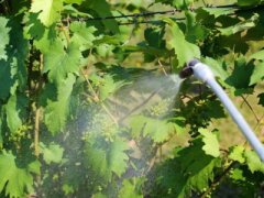 Как поливать виноград