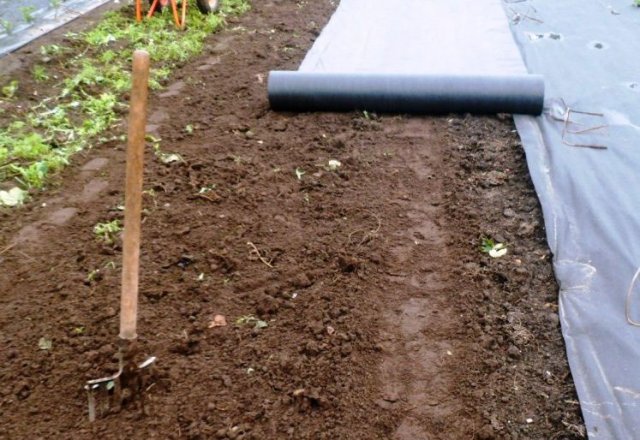 Как посадить клубнику под черным укрытием