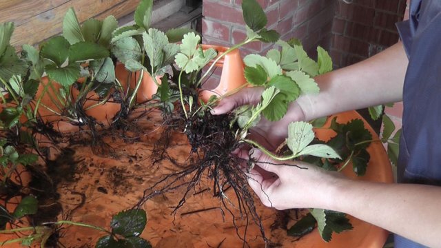 Как посадить клубнику осенью