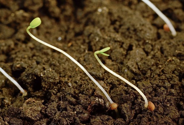 Как вырастить клубнику из семян
