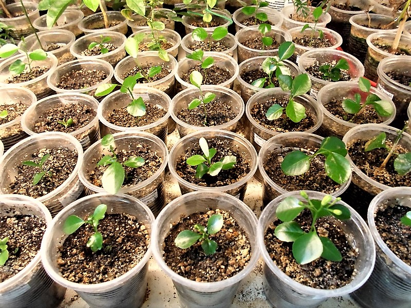 Мурайя – выращивание из семян в домашних условиях