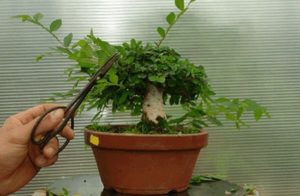Мурайя – выращивание из семян в домашних условиях