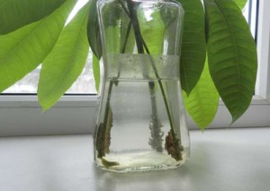 Пахира или бутылочное дерево: как за ней ухаживать в домашних условиях