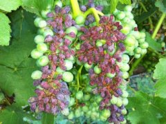 Почему сохнет виноград и что делать
