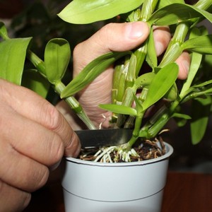 Размножение орхидеи фаленопсис в домашних условиях