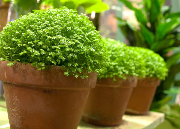 Селагинелла (Плаунок) — старинное растение в вашем доме