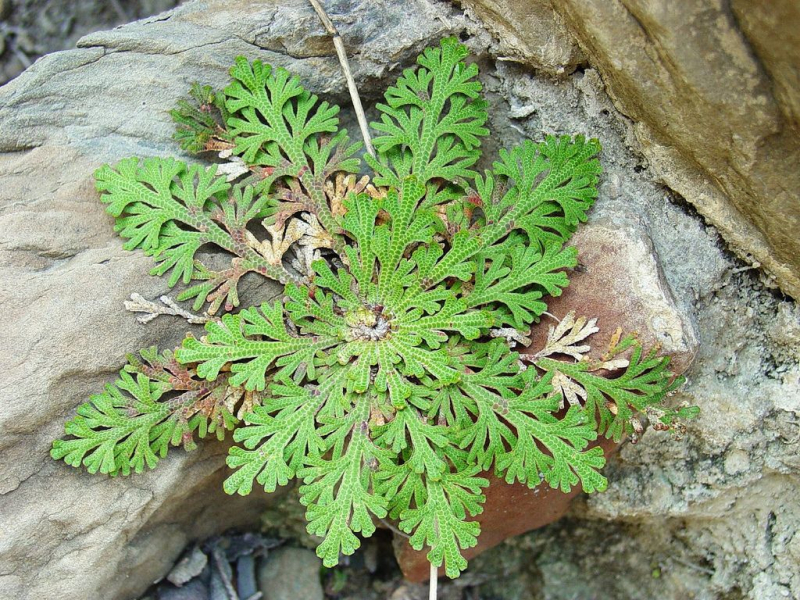 Селагинелла (Плаунок) — старинное растение в вашем доме