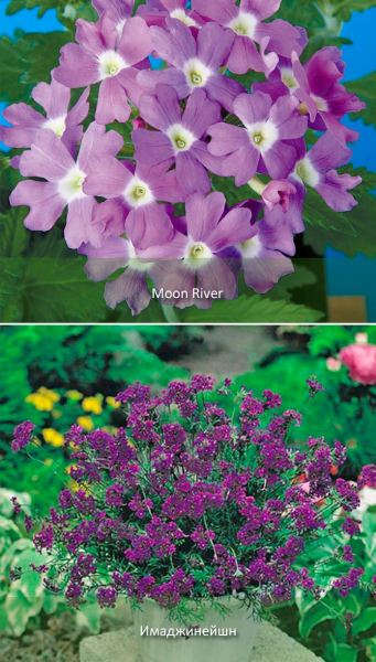 Вербена: описание цветка и его виды, уход
