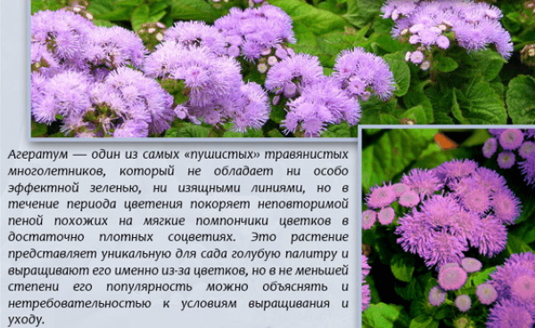 Агератум. Посадка и уход, фото цветов, когда сеять семена в саду на грунте, размножение