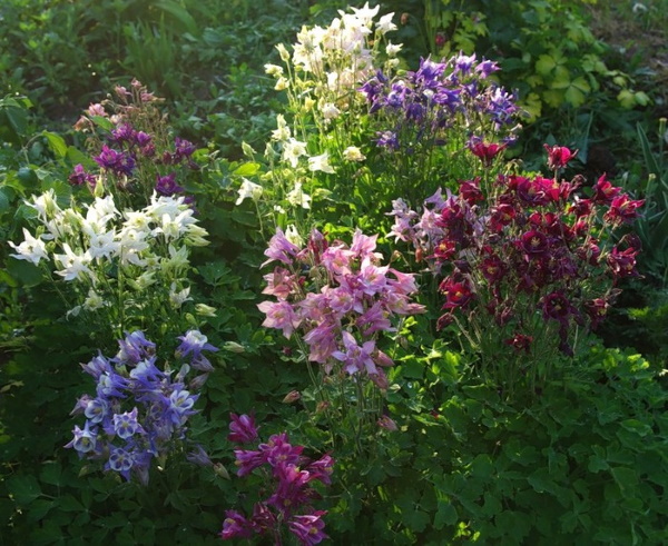 Аквилегия. Фото цветов на клумбе, посадка и уход, выращивание из семян в открытом грунте