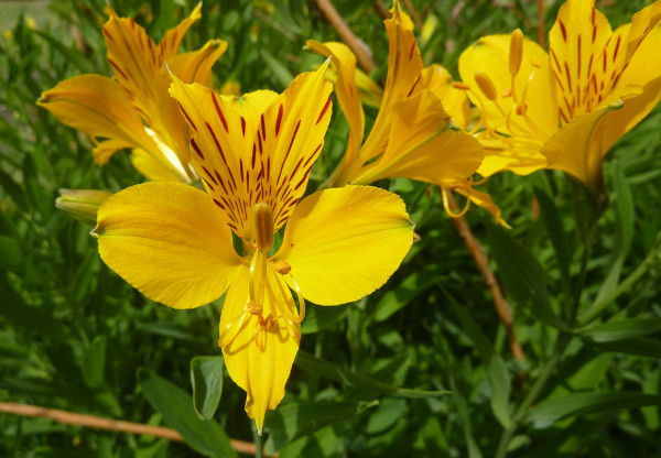 Цветок Альмерия. Фото, значение, уход и выращивание
