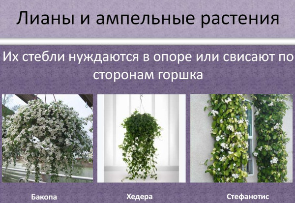 Ампельные комнатные растения. Имена и фотографии, которые не цветут, цветут