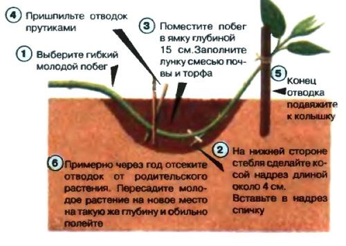 Arbusto de agracejo. Plantación y cuidado, especies decorativas, foto árbol, variedades, reproducción