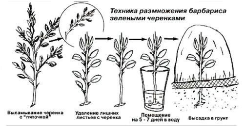 Arbusto de agracejo. Plantación y cuidado, especies decorativas, foto árbol, variedades, reproducción