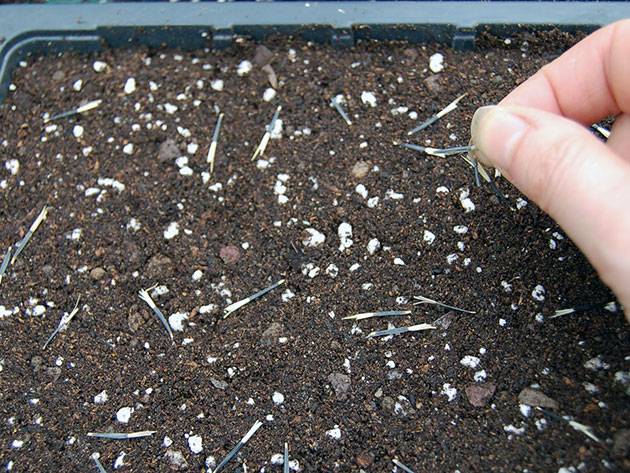 Бархатцы тонколистные: выращивание из семян, когда сажать