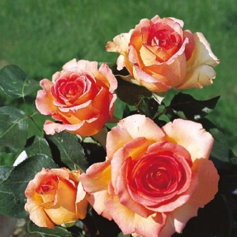 Чайно-гибридный сорт розы Mondiale (Мондиаль): фото и описание, отзывы