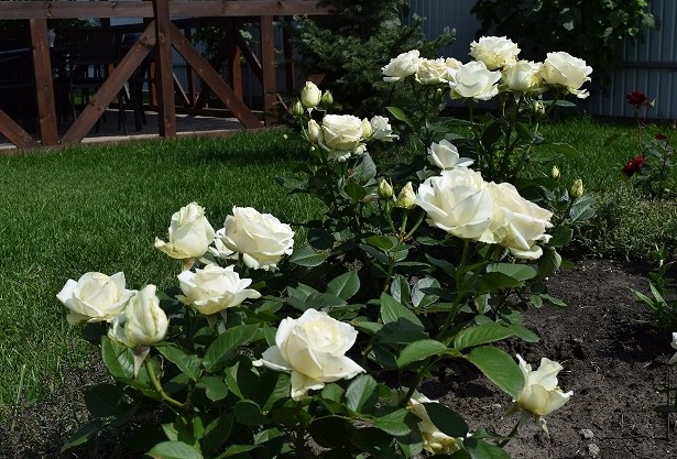 Чайно-гибридный сорт розы Mondiale (Мондиаль): фото и описание, отзывы