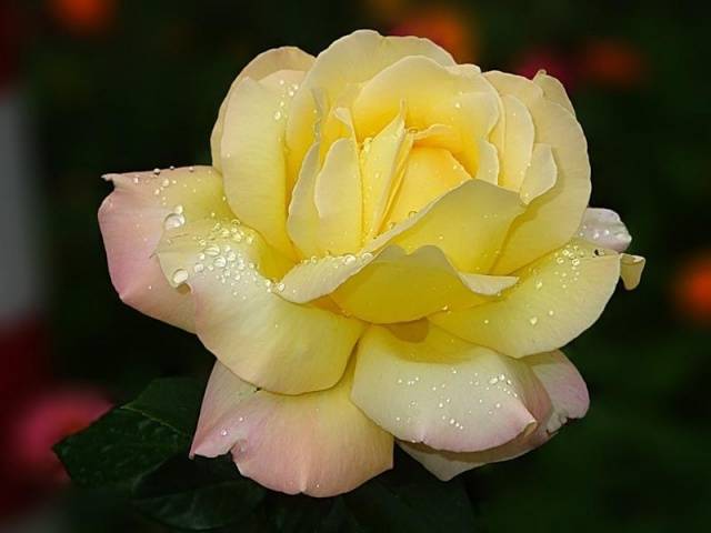 Чайно-гибридные розы: фото и названия