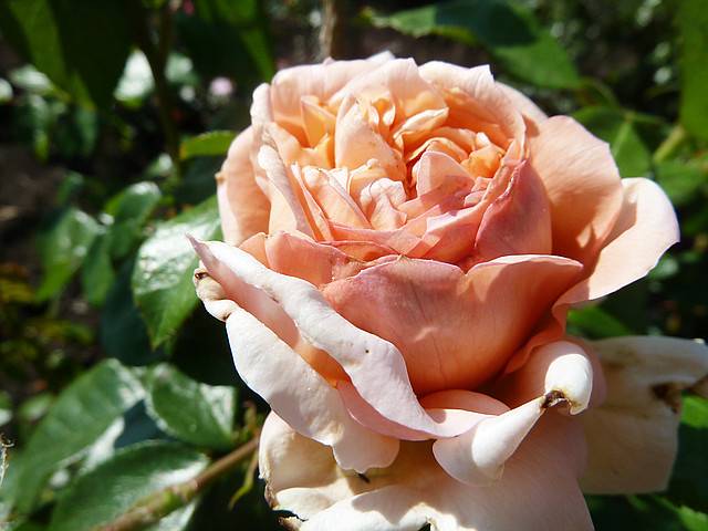 Чайно-гибридные розы: фото и названия