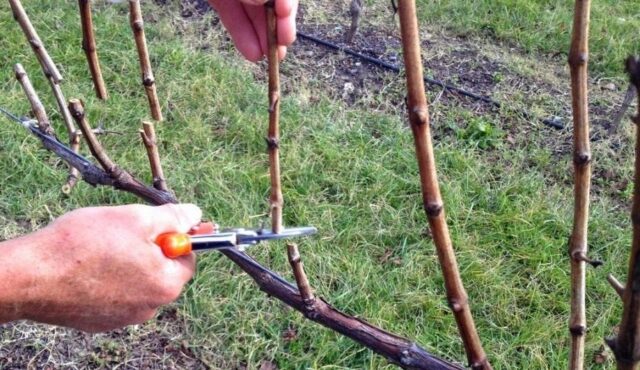 Чем обработать виноград весной от болезней и вредителей: до бутонизации, после вскрытия