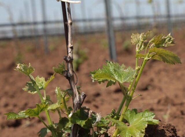 Чем обработать виноград весной от болезней и вредителей: до бутонизации, после вскрытия