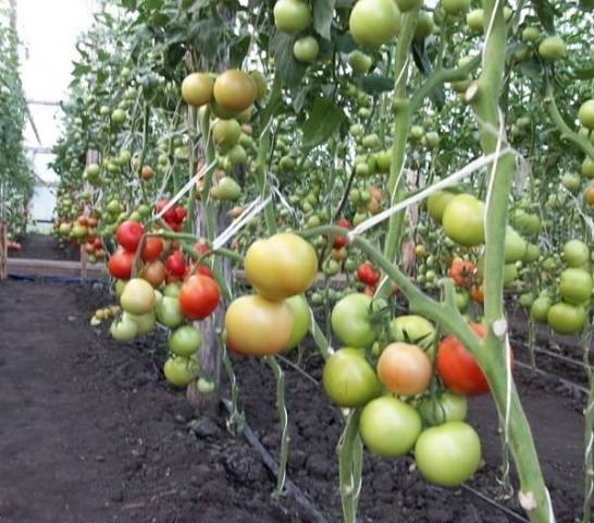 Какие бывают индетерминантные сорта томатов