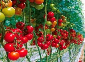 Какие бывают индетерминантные сорта томатов