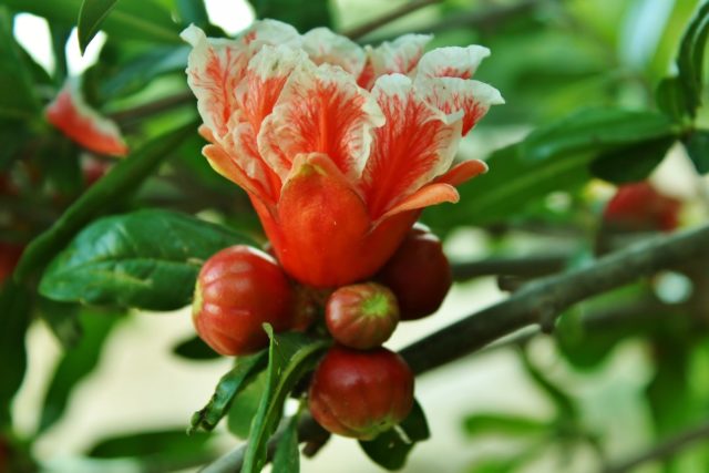 Цветок граната: фото когда цветет, почему дерево не цветет