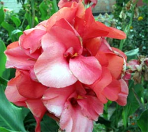 Цветок канна – размножение, посадка, уход