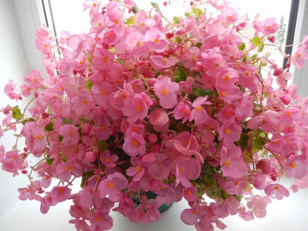 Цветущие домашние цветы. Каталог, фото с названием и описанием