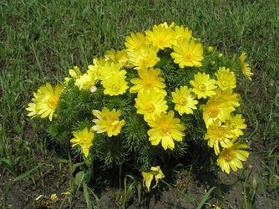 Многолетние цветы для клумбы: фото с названиями