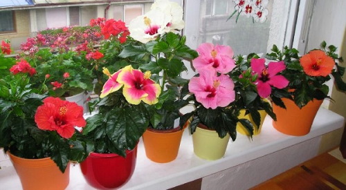 Декоративные растения для дома. Фото, названия, где купить цветы в горшках, список