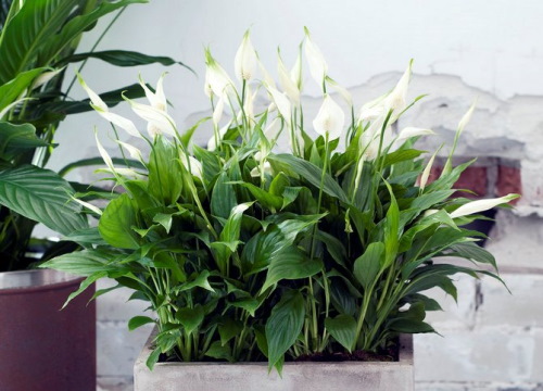 Декоративные растения для дома. Фото, названия, где купить цветы в горшках, список