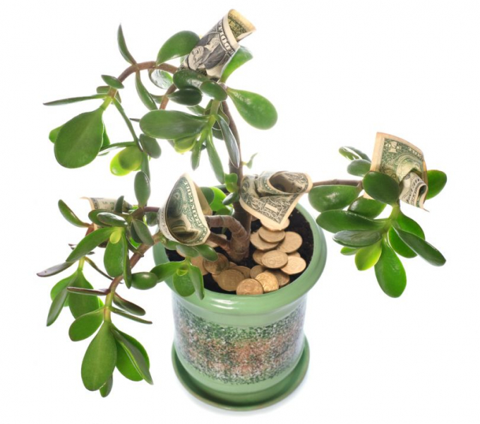 денежное дерево – уход в домашних условиях