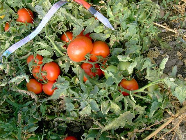 Определение раннеспелых сортов томатов