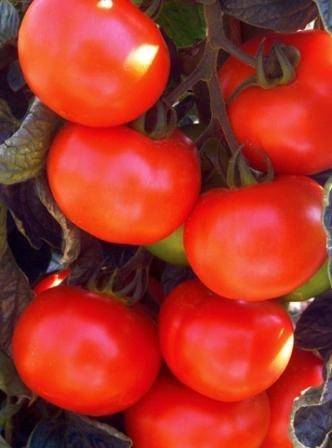 Определение раннеспелых сортов томатов