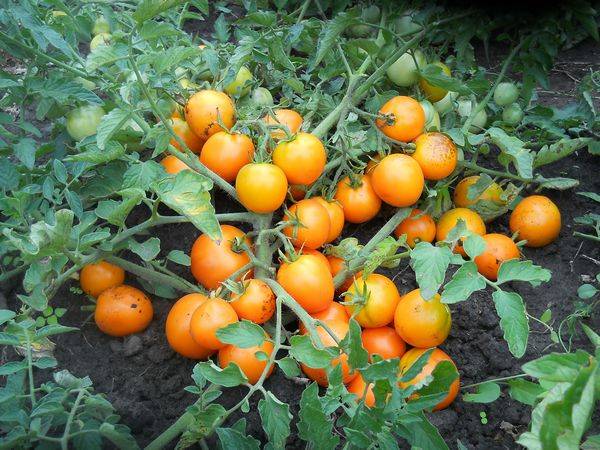 Детерминантные помидоры: что это такое