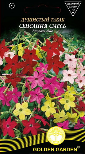 Ароматный табак. Фото цветов на клумбе, когда сажать рассаду, выращивать из семян, посадка и уход