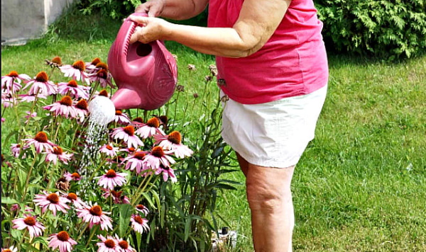 Эхинацея – многолетнее растение. Фото, сорта, выращивание из семян, посадка и уход на клумбе