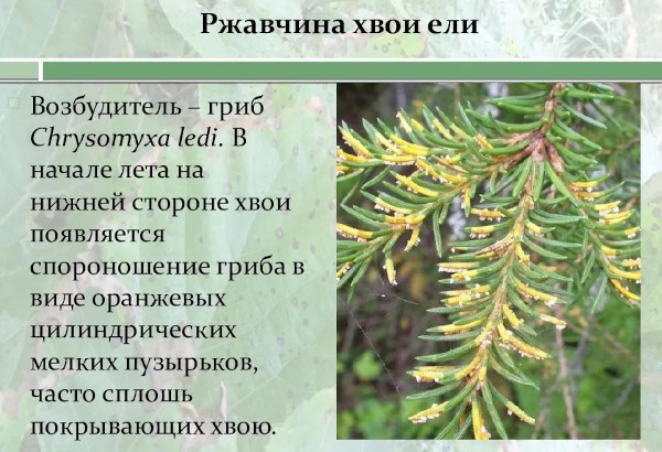Picea Glauka-globosa. Описание, посадка, уход, фото в дизайне сада