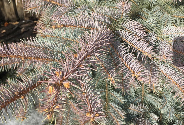 Picea Glauka-globosa. Описание, посадка, уход, фото в дизайне сада