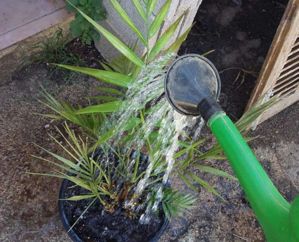 Финиковая пальма из косточки. Как посадить, уход в домашних условиях