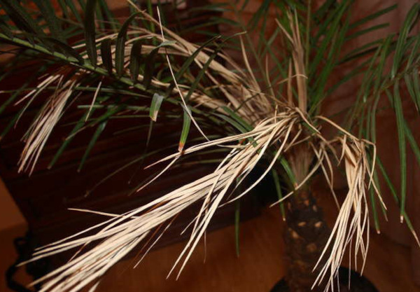 Финиковая пальма из косточки. Как посадить, уход в домашних условиях