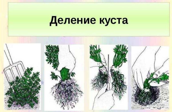 Гайлардия – многолетнее растение. Посадка и уход, фото, сорта с названиями