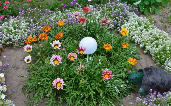 Газания. Фото на клумбе с другими цветами, посадка и уход в открытом грунте, семена