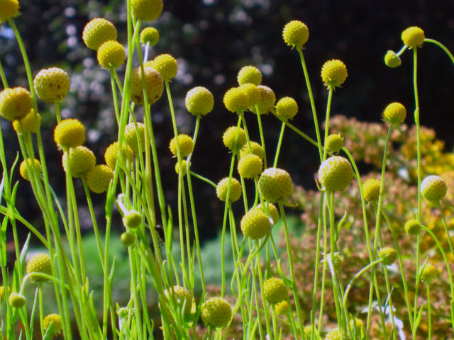 Гелениум многолетний: фото цветов на клумбе, в ландшафтном дизайне