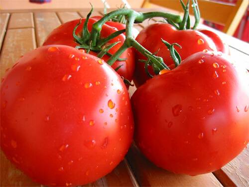 Голландские сорта томатов для открытого грунта