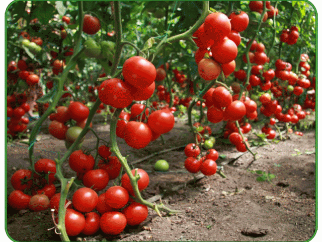Голландские сорта томатов для открытого грунта